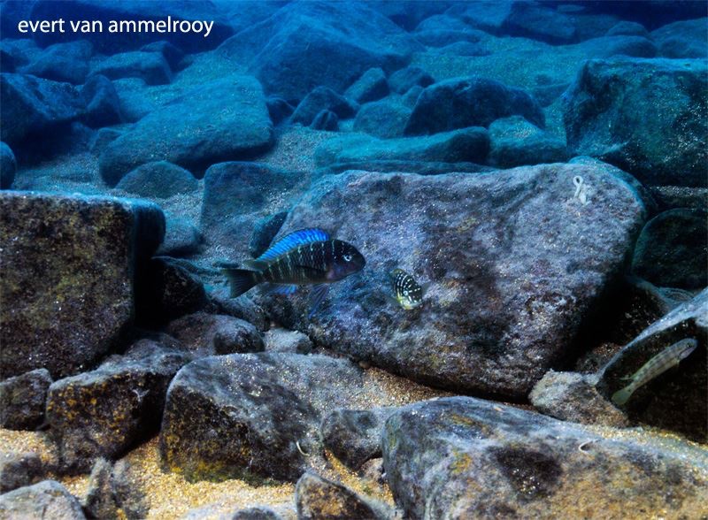 Tropheus moorii 'Kala'